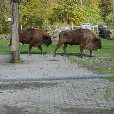 21 Wisent zum Futerkorb 